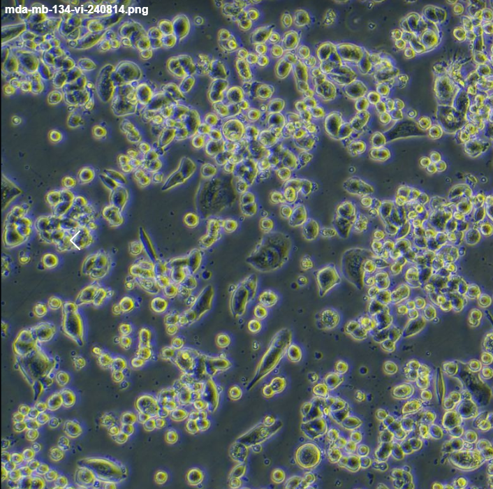 人乳腺導管癌細胞MDA-MB-134-VI